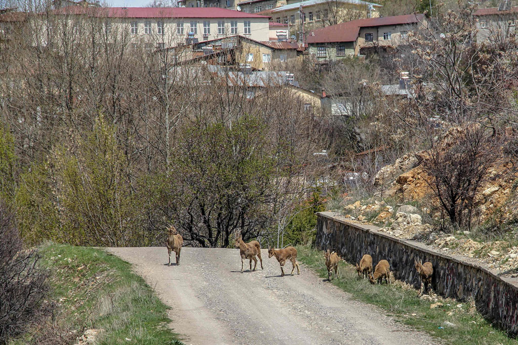 Kambing-kambing gunung tersebut kini banyak ditemukan sedang merumput di Kota Tunceli, Turki Timur. Hewan liar tersebut menyusuri jalan yang kosong yang ditinggalkan warga untuk berdiam diri di rumah.