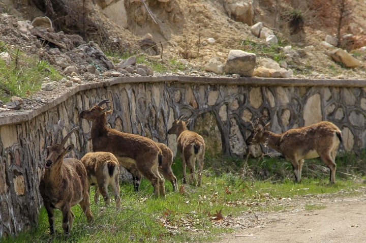 Penduduk setempat menyatakan bahwa ini adalah pertama kalinya mereka melihat kambing gunung liar sedang merumput di kota mereka. 