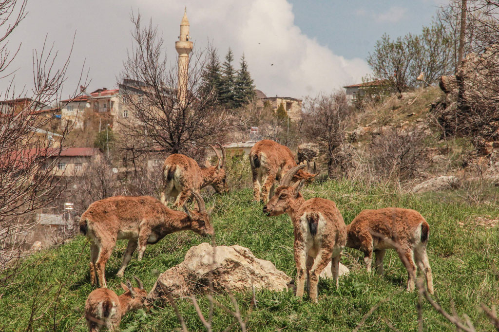 Warga Berdiam di Rumah, Kambing Gunung Turun ke Kota