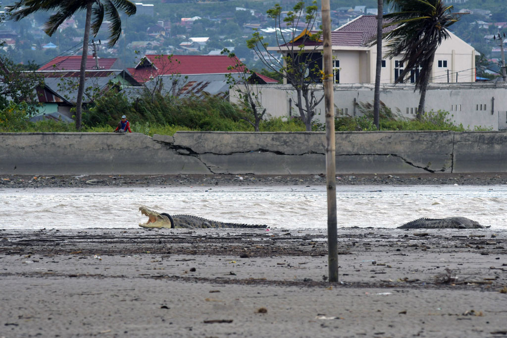 Kemunculan buaya yang sebelumnya menjadi target operasi penyelamatan oleh BKSDA Sulawesi Tengah dan ahli satwa dari luar negeri namun terhenti akibat pandemi covid-19 tersebut menarik perhatian masyarakat sekitar.