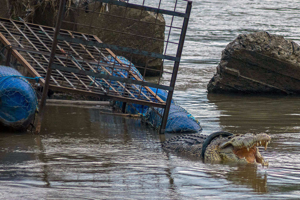 Bahkan beberapa waktu lalu buaya tersebut menampakkan diri di dekat perangkap yang dipasang Satgas Penanganan Buaya BKSDA Sulteng.