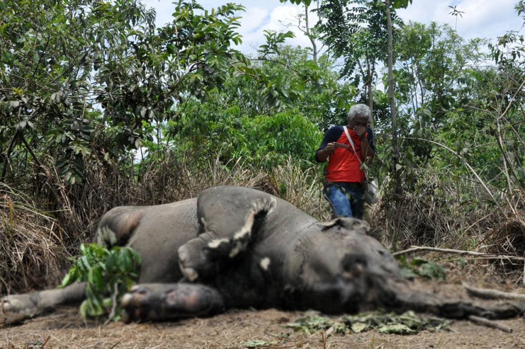 Petugas melihat bangkai gajah Sumatera jantan yang mati di area perkebunan kelapa sawit PT Makmur Inti Bersaudara Desa Seumanah Jaya, Kecamatan Ranto Peureulak, Aceh Timur, Aceh.