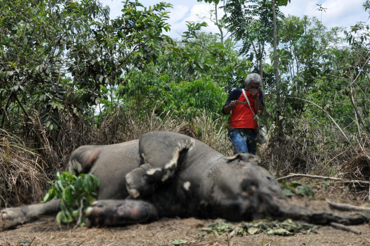 Petugas melihat bangkai gajah Sumatera jantan yang mati di area perkebunan kelapa sawit PT Makmur Inti Bersaudara Desa Seumanah Jaya, Kecamatan Ranto Peureulak, Aceh Timur, Aceh.