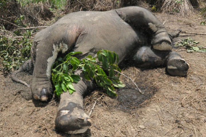 Menurut data Forum Konservasi Leuser (FKL) sejak Januari sampai pertengahan April 2020 menyebutkan sebanyak sembilan individu gajah Sumatera mati di Provinsi Aceh yang tersebar di Kabupaten Aceh Utara, Aceh Jaya dan Kabupaten Aceh Timur.