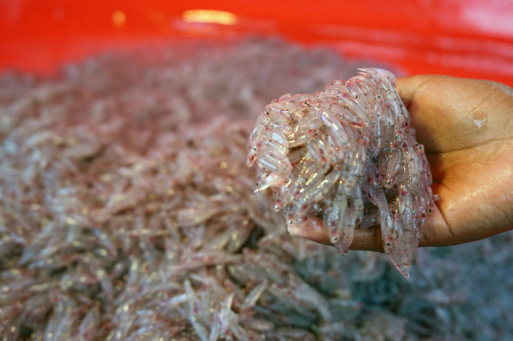 Ikan nike adalah ikan kecil yang hidup bergerombol dalam satu kelompok besar dan memiliki musimnya sendiri, biasanya dalam sebulan hanya ada satu kali musim saat ikan ini bisa dijaring oleh nelayan.