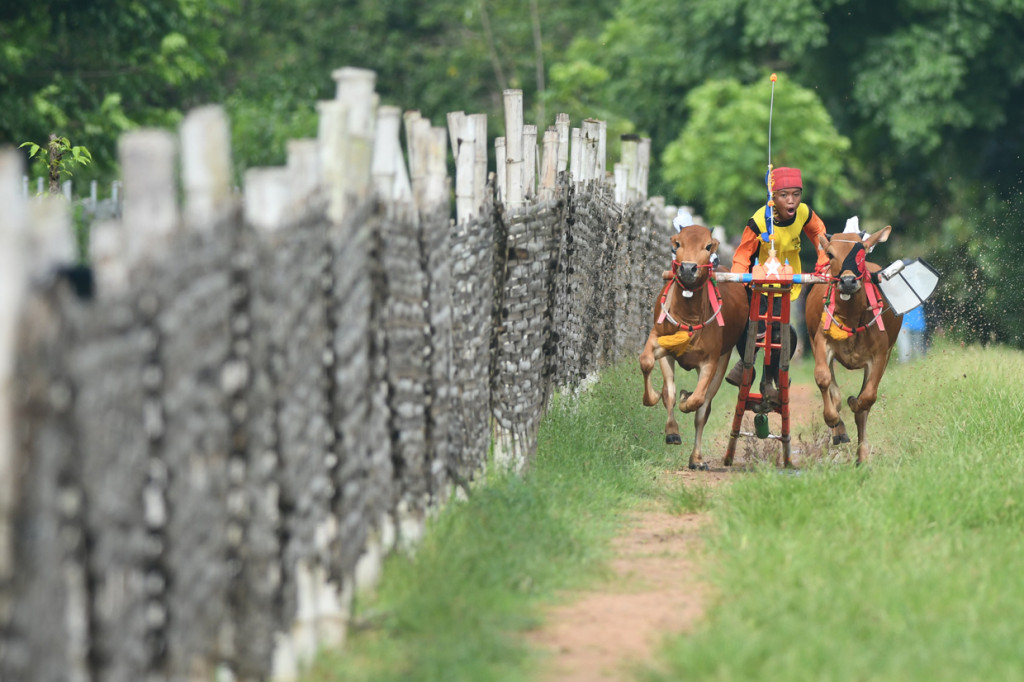 Joki memacu sapi saat latihan karapan sapi di Desa Durbuk, Pamekasan, Jawa Timur.