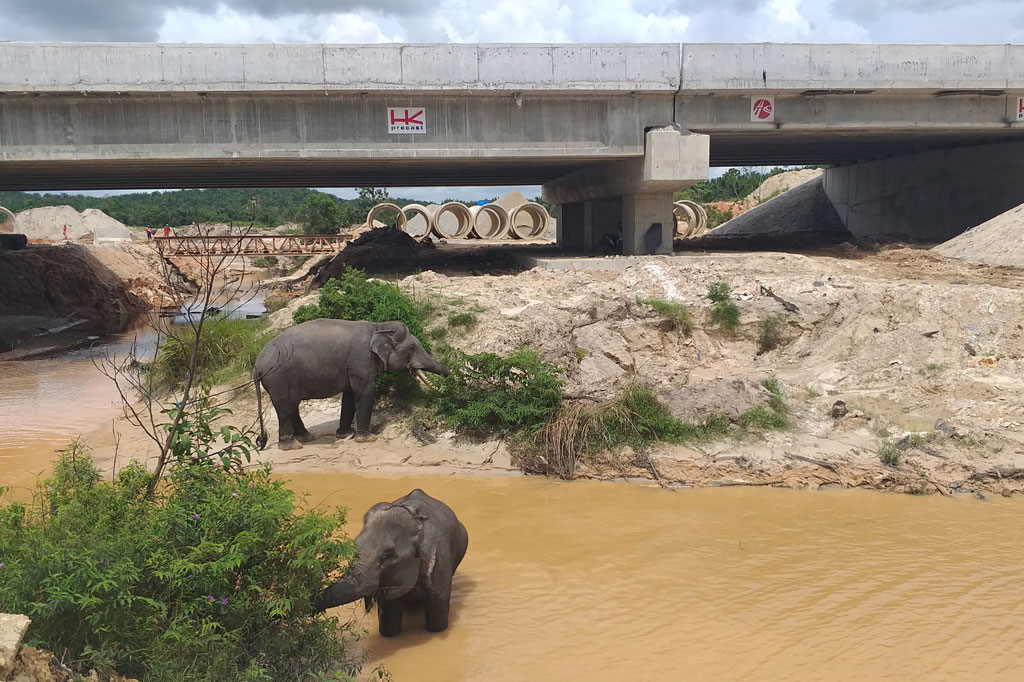 Sejumlah gajah sumatera (elephas maximus sumatranus) melintasi Sungai Tekuana di bawah terowongan gajah yang dibangun di seksi 2 Tol Pekanbaru-Dumai (Permai), Riau, pada 10 Februari 2020. 