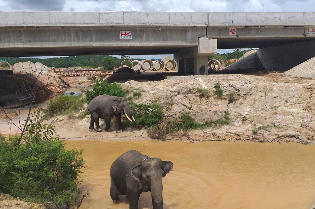 Hutama Karya memastikan bahwa pembangunan Tol Permai tak merusak lingkungan dan ekosistem serta tidak mengganggu habitat asli gajah liar di sekitarnya.