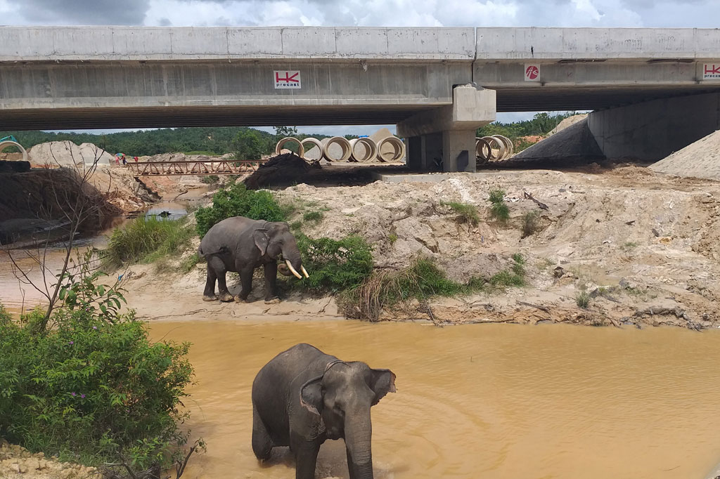 Tol Trans-Sumatera Dilengkapi dengan Terowongan Khusus untuk Gajah (Foto: Dok. Hutama Karya)