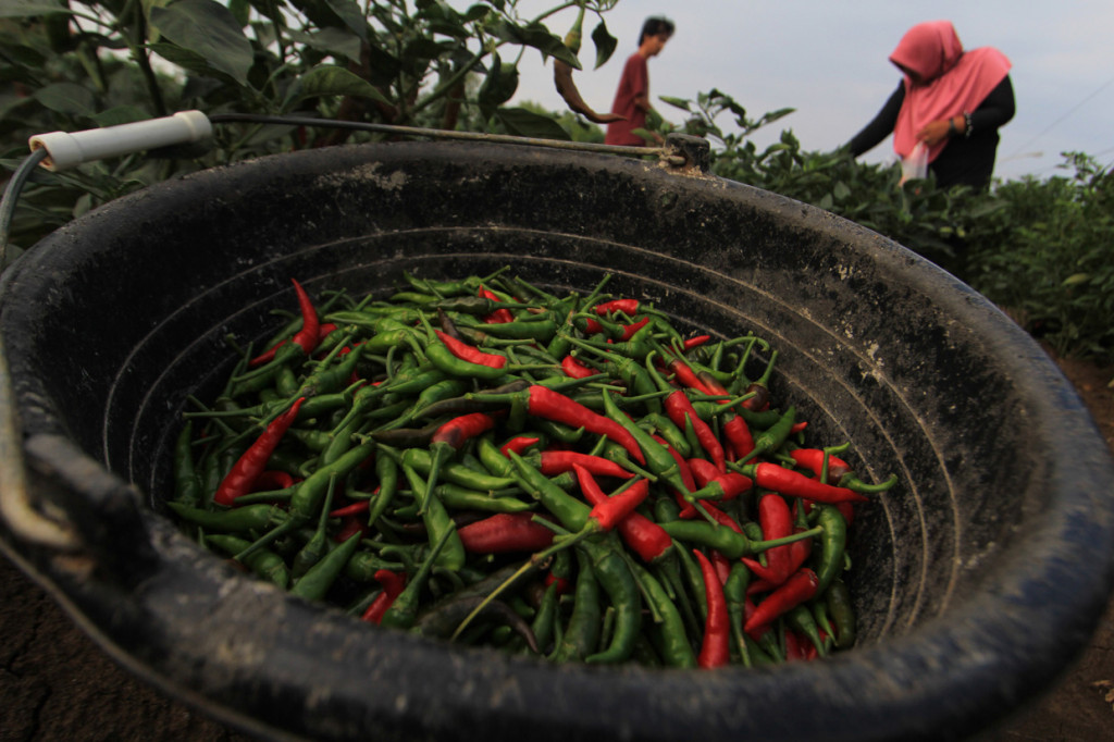 Menurut petani, sejak dua pekan terakhir harga cabai merah mengalami penurunan dari harga Rp45 ribu menjadi Rp15 ribu per kilogram akibat berkurangnya permintaan pasar.