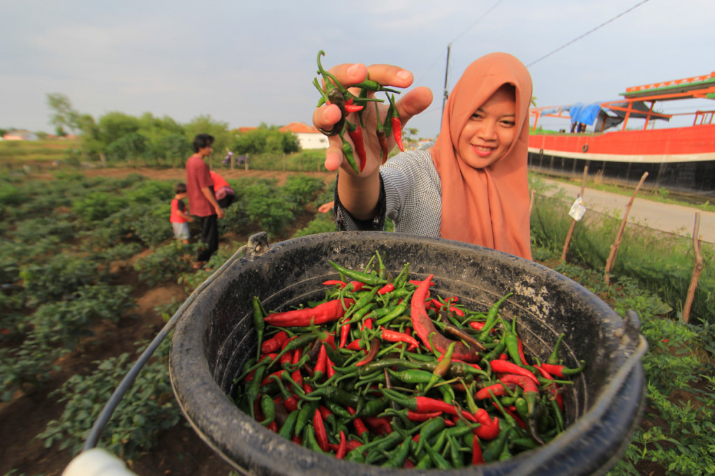 Petani memanen Cabai merah di kebun miliknya di desa Pabean udik, Indramayu, Jawa Barat, Rabu, 22 April 2020.