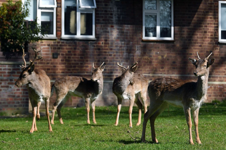 Kawanan rusa merumput di halaman sebuah perumahan di Harold Hill, London timur pada 4 April 2020, saat penerapan lockdown di daerah tersebut untuk memutus mata rantai pandemi virus korona (covid-19). AFP PHOTO/Ben Stansall