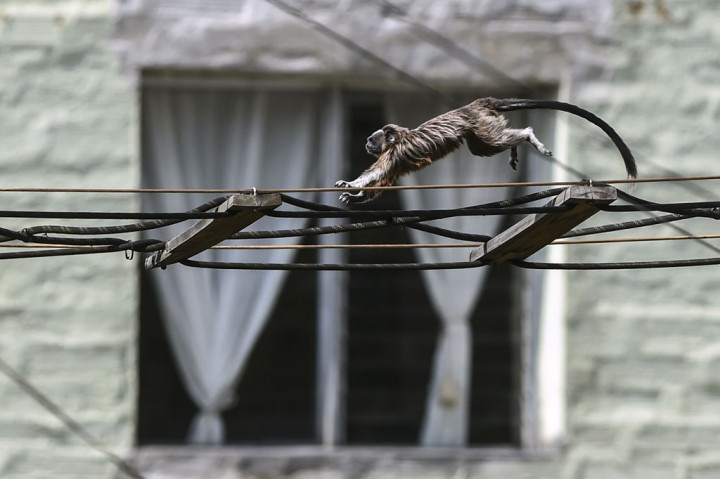 Tamarin keperakan-keperakan atau monyet Grey Titi (saguinus leucopus) tengah melomat di antara pepohonan di Medellin, Kolombia, pada 16 April 2020 lalu. Saguinus leucopus adalah spesies endemik yang terancam punah dari Kolombia utara. AFP PHOTO/Joacquin Sarmiento
