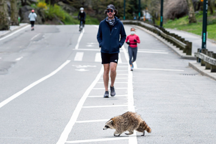 Seekor racoon berjalan di jalur lari di Central Park, Manhattan, New York City yang sepi pada 16 April 2020. AFP PHOTO/Johannes Eesele