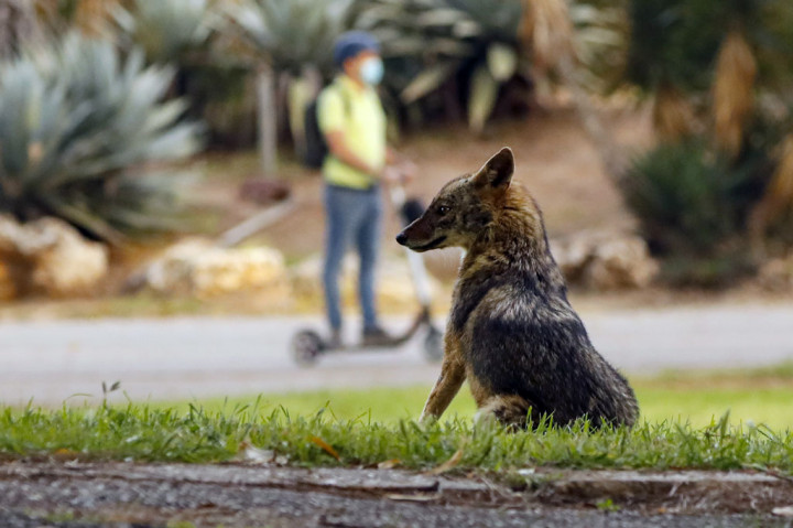 Seekor serigala duduk santai di Taman Yarkon di Kota Tel Aviv, Israel, pada 13 April 2020. AFP PHOTO/Jack Guez
