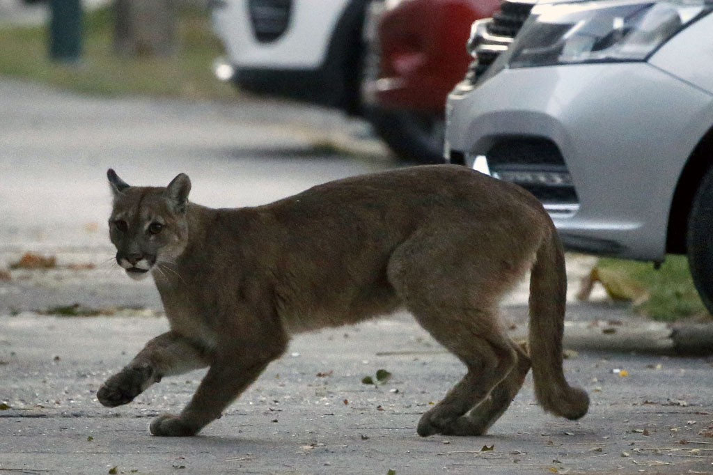 Seekor puma melintasi jalanan di Santiago pada 24 Maret 2020. Menurut Dinas Pertanian dan Peternakan (SAG) puma tersebut turun dari pegunungan terdekat untuk mencari makanan karena lebih sedikit orang yang terlihat di jalanan karena virus korona. AFP PHOTO/Andres Pina