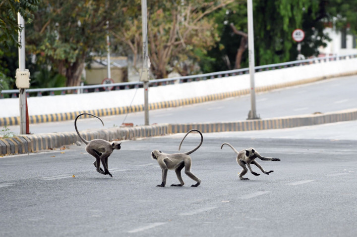 Langur abu-abu menguasai jalanan yang sepi selama lockdown nasional yang diberlakukan pemerintah sebagai tindakan pencegahan terhadap coronavirus COVID-19, di Ahmedabad pada 19 April 2020. AFP PHOTO/Sam Panthaky