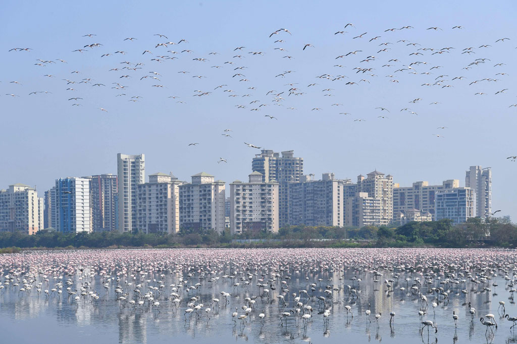 Ribuan flamingo beraktivitas di sebuah kolam selama pemberlakuan lockdown di Navi, Mumbai, India, pada 20 April 2020. AFP PHOTO/Indranil Mukherjee