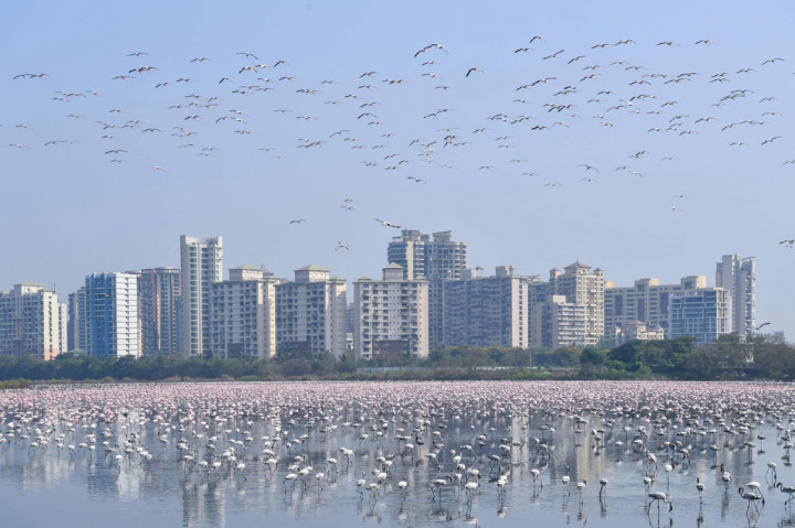 Ribuan flamingo beraktivitas di sebuah kolam selama pemberlakuan lockdown di Navi, Mumbai, India, pada 20 April 2020. AFP PHOTO/Indranil Mukherjee
