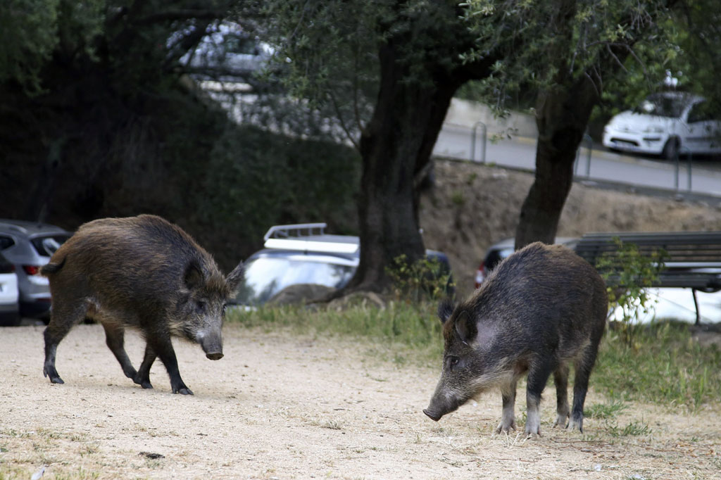 Babi hutan berjalan di taman yang dekat dengan daerah perumahan di Ajaccio, di pulau Mediterania Prancis, Corsica, pada 18 April 2020 pada hari ke-33 lockdown ketat di Prancis untuk menghentikan penyebaran covid-19. AFP PHOTO/Pascal Pochard-Casabianca