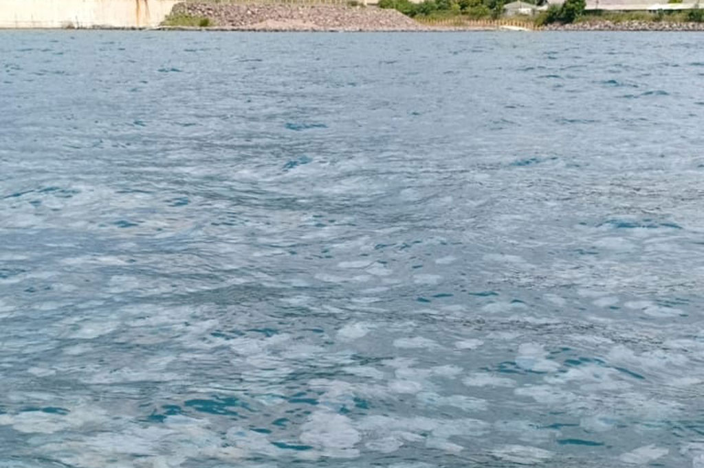 Perusahaan Listrik Negara (PLN) menginformasikan bahwa terdapat ribuan ubur-ubur memenuhi perairan di PLTU Paiton 1 dan 2 di Probolinggo, Jawa Timur, yang dikelola anak perusahaan PLN, PT PJB (Pembangkitan Jawa Bali). Namun kondisi kelistrikan dalam keadaan aman tanpa adanya gangguan dari ubur-ubur.