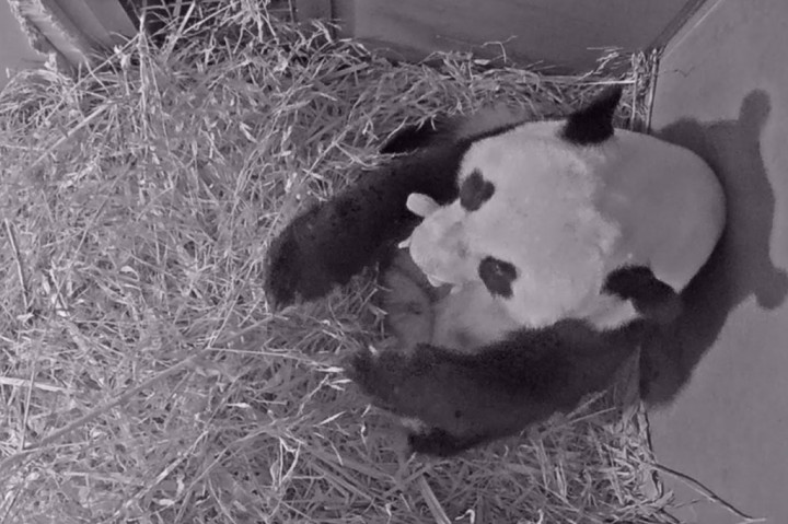 Gambar selebaran yang dirilis oleh Kebun Binatang Ouwehands pada 2 Mei 2020 menunjukkan seekor panda betina memindahkan bayinya yang baru lahir dengan mulut. 