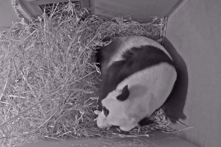 Wu Wen, seekor panda raksasa yang dipinjamkan ke kebun binatang Belanda oleh Tiongkok, telah melahirkan bayinya di Kebun Binatang Ouwehands di Rhenen, Jumat 1 Mei 2020. Ini merupakan kelahiran panda raksasa pertama kalinya di Belanda.