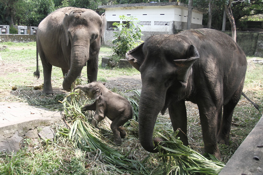 Seekor anak gajah sumatera (Elephas maximus sumatrensis) tengah menikmati rumput bersama induknya di Gembira Loka Zoo, Umbulharjo, DI Yogyakarta, Selasa, 5 Mei 2020. 