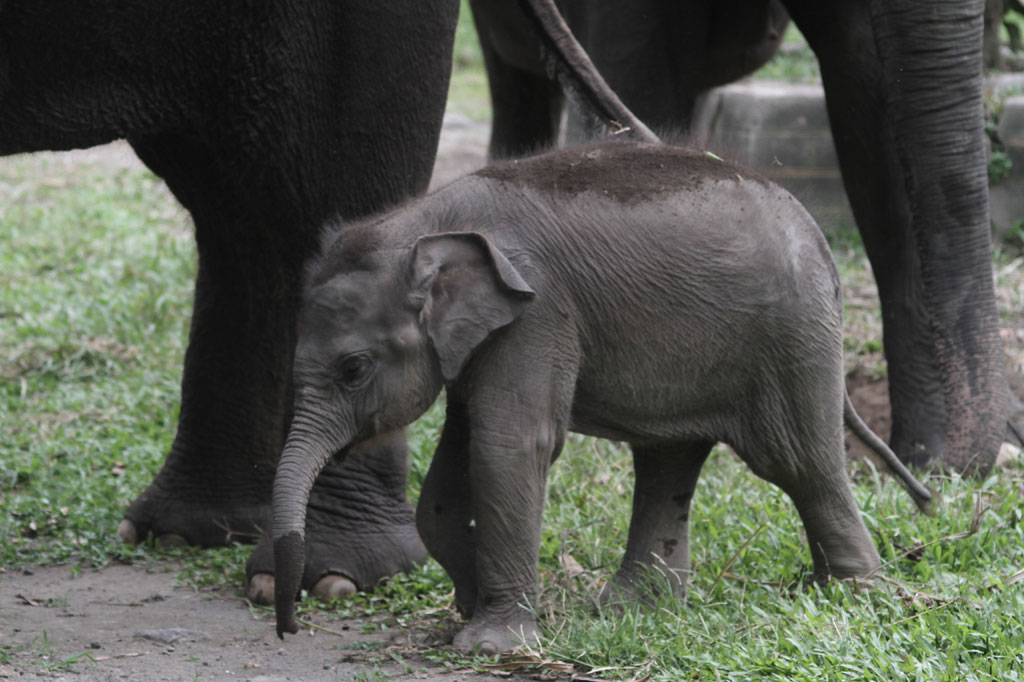 Anak gajah berjenis kelamin betina tersebut lahir pada 25 Maret 2020 lalu, dari induk bernama Sinta (21 tahun) dengan pejantan Argo (30 tahun). Bobot anak gajah lucu tersebut 90 kg.