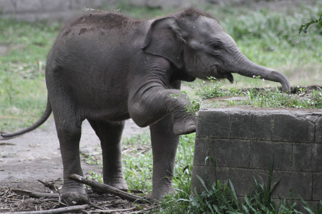 Anak gajah berjenis kelamin betina tersebut lahir pada 25 Maret 2020 lalu, dari induk bernama Sinta (21 tahun) dengan pejantan Argo (30 tahun). Bobot anak gajah lucu tersebut 90 kg.