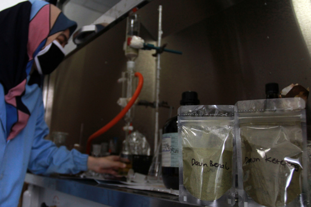 Para peneliti dari LIPI berhasil mengembangkan ramuan tanaman herbal daun Ketepeng dan benalu bermarga dendroptoe sebagai obat penyembuhan Covid-19 dan penghambatan pertumbuhan virus korona, hingga saat ini penemuan tersebut masih dalam proses penelitian dan uji lab yang tidak lama lagi akan dilakukan uji coba penggunaan. 