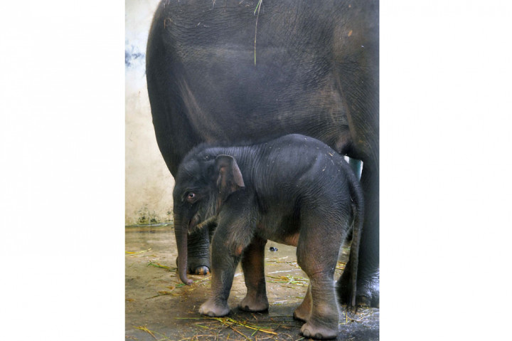 Bayi gajah sumatera yang ke-29 di TSI Bogor yang lahir pada 28 April 2020 dengan berat 82,25 kg dan tinggi 90 cm tersebut diberi nama Covid karena dilahirkan saat pandemi covid-19 di Indonesia.