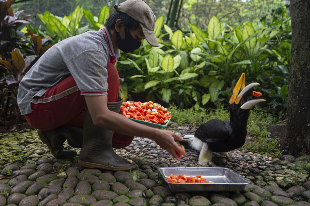 Akibat ditutupnya Taman Mini Indonesia Indah (TMII) selama pandemi covid-19, pengelola mengalami kesulitan penyediaan pakan untuk satwa-satwa koleksinya. Oleh karena itu pengelola TMII membuka donasi dengan target Rp180 juta untuk persediaan pakan Juni-Juli 2020.