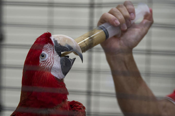Manajer Unit Taman Burung dan Museum Komodo Taman Reptil TMII Piter Kombo menyatakan bahwa stok pakan yang tersedia saat ini hanya mampu untuk memenuhi kebutuhan hingga akhir Mei 2020.