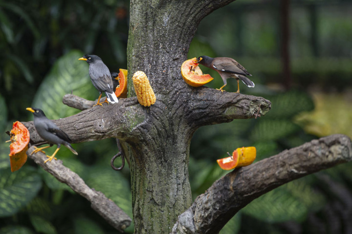 Seperti diketahui, TMII memiliki koleksi sekitar 1.200 burung dan 300 reptil. Sementara biaya operasional, termasuk pakan satwa bergantung pada pendapatan tiket pengunjung dan sewa tempat untuk berbagai kegiatan.