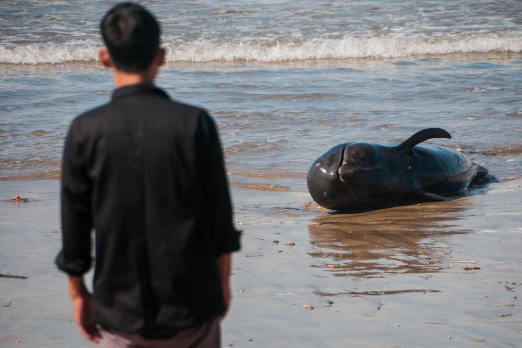 Seorang warga melihat kondisi paus pilot yang mati terdampar di pantai Cemara Binuangeun, Lebak, Banten, Selasa, 12 Mei 2020.