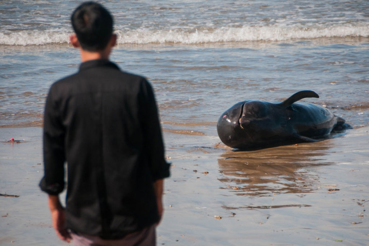 Seorang warga melihat kondisi paus pilot yang mati terdampar di pantai Cemara Binuangeun, Lebak, Banten, Selasa, 12 Mei 2020.