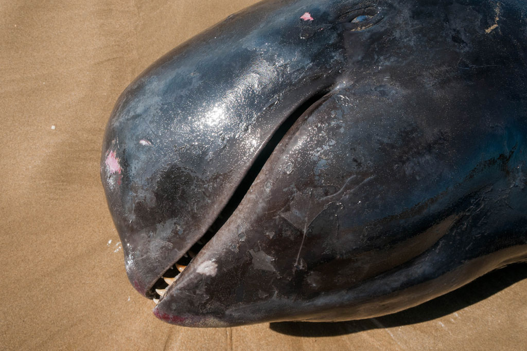 Menurut keterangan warga setempat paus pilot dengan panjang sekitar dua meter tersebut terseret ombak hingga akhirnya terdampar di bibir pantai dan mati sejak sejak Senin, 11 Mei 2020 dini hari WIB.