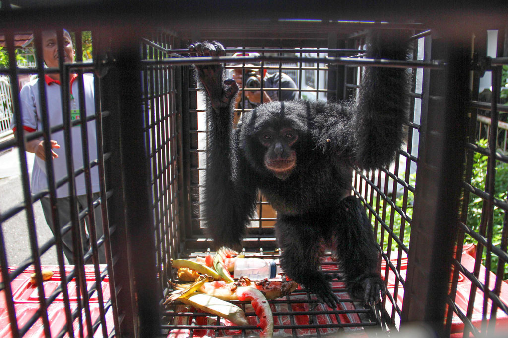 Seekor siamang atau kera hitam (Symphalangus syndactylus) di kandang penangkaran mobil bak terbuka saat akan dievakuasi dari kantor Resor Konservasi Sumber Daya Alam (BKSDA) 11 Aceh Utara Aceh, Rabu, 13 Mei 2020. 