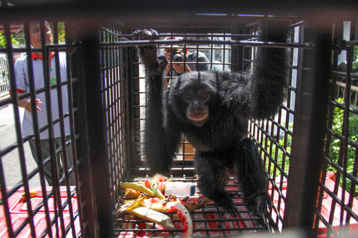 Seekor siamang atau kera hitam (Symphalangus syndactylus) di kandang penangkaran mobil bak terbuka saat akan dievakuasi dari kantor Resor Konservasi Sumber Daya Alam (BKSDA) 11 Aceh Utara Aceh, Rabu, 13 Mei 2020. 