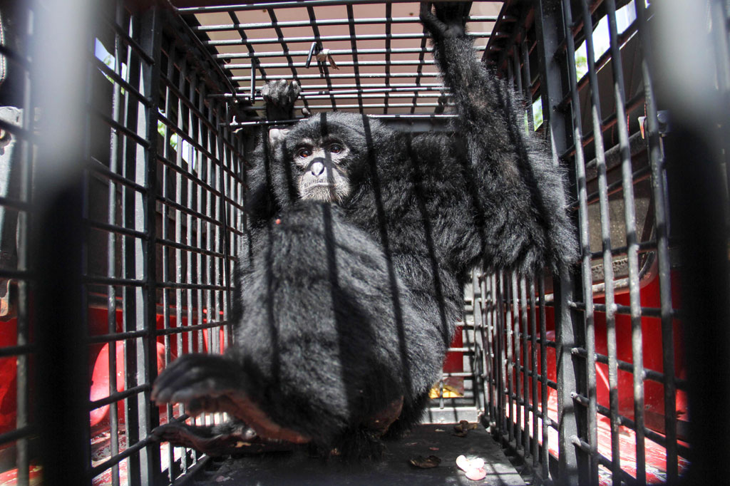 BKSDA setempat menerima satwa dilindungi berjenis kelamin jantan berusia lima tahun dari warga yang secara sukarela di Mon Geudong, Kecamatan Banda Sakti, Lhokseumawe pada Selasa, 12 Mei 2020.