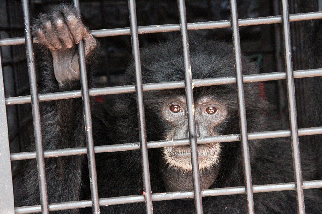 Selanjutnya satwa liar dilindungi tersebut akan direhabilitasi sebelum dilepasliarkan kembali ke habitat aslinya. 