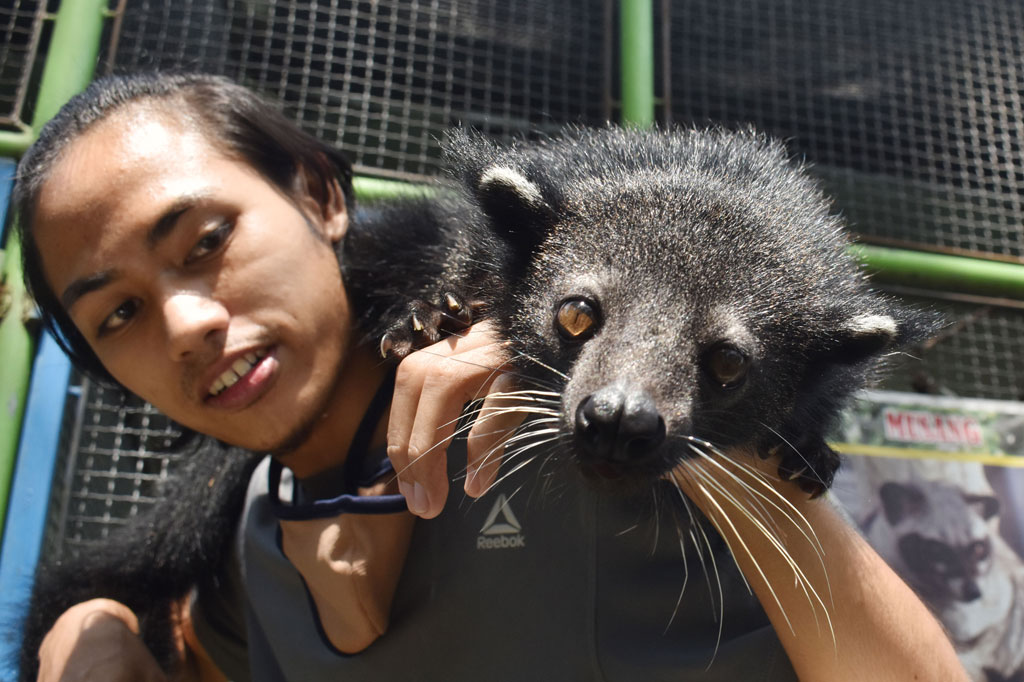 Pawang satwa bermain dengan Binturung (Arctictis binturong) di Kebun Binatang Madiun Umbul Square Kabupaten Madiun, Jawa Timur, Rabu, 13 Mei 2020.