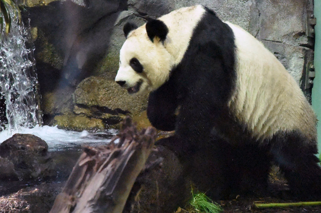 Er Shun dan pasangannya Da Mao telah tinggal di negara itu sejak 2013 sebagai bagian dari perjanjian pinjaman 10 tahun dengan fasilitas pengembangbiakan di Chengdu. Tetapi Kebun Binatang Calgary mempersingkat masa tinggal pasangan itu karena wabah covid-19 telah mengganggu jalur transportasi dan mempersulit pasokan bambu seberat 40 kilogram (90 pon) yang dimakan panda dewasa dewasa setiap hari.