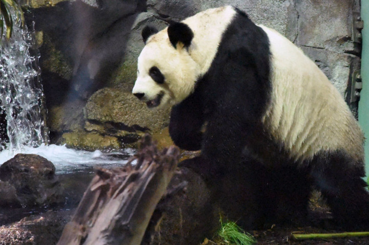 Er Shun dan pasangannya Da Mao telah tinggal di negara itu sejak 2013 sebagai bagian dari perjanjian pinjaman 10 tahun dengan fasilitas pengembangbiakan di Chengdu. Tetapi Kebun Binatang Calgary mempersingkat masa tinggal pasangan itu karena wabah covid-19 telah mengganggu jalur transportasi dan mempersulit pasokan bambu seberat 40 kilogram (90 pon) yang dimakan panda dewasa dewasa setiap hari.