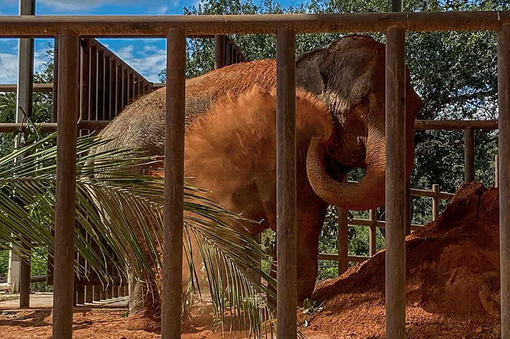 Mara, yang memiliki berat sekitar 5.500 kilogram, sebelumnya menghabiskan sebagian besar hidupnya sebagai atraksi sirkus, kemudian dibawa ke Kebun Binatang Buenos Aires pada 1995.