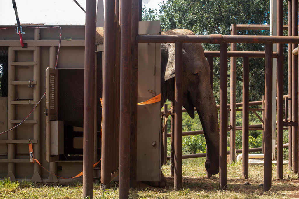 Mara, seekor gajah India yang diselamatkan dari sirkus Argentina, tiba di tempat perlindungan hewan di Brasil, Rabu, 13 Mei 2020 waktu setempat, untuk memulai kehidupan baru di usia 50-an tahun.