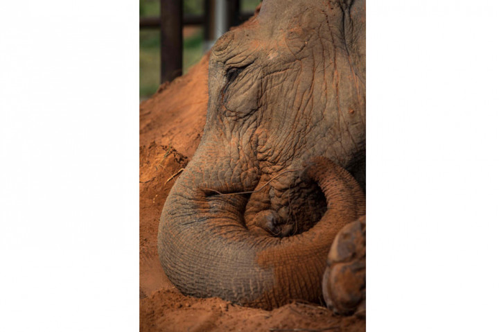 Saat tiba, Mara dengan takut-takut menjulurkan hidungnya keluar dari wadahnya, lalu dengan hati-hati melangkah keluar ke matahari tropis. Segera, dia duduk-duduk di tumpukan tanah merah di kandangnya, di mana dia akan beradaptasi dengan lingkungan barunya sebelum dilepaskan ke tempat perlindungan seluas 1.133 hektar (2.800 hektar). 