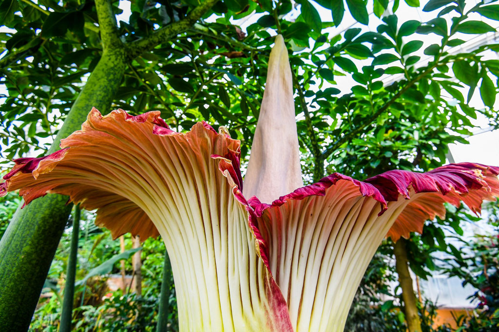 Bunga Titan Arum atau bunga bangkai tengah mekar sempurna di Taman Nasional Belgia, di Meise.