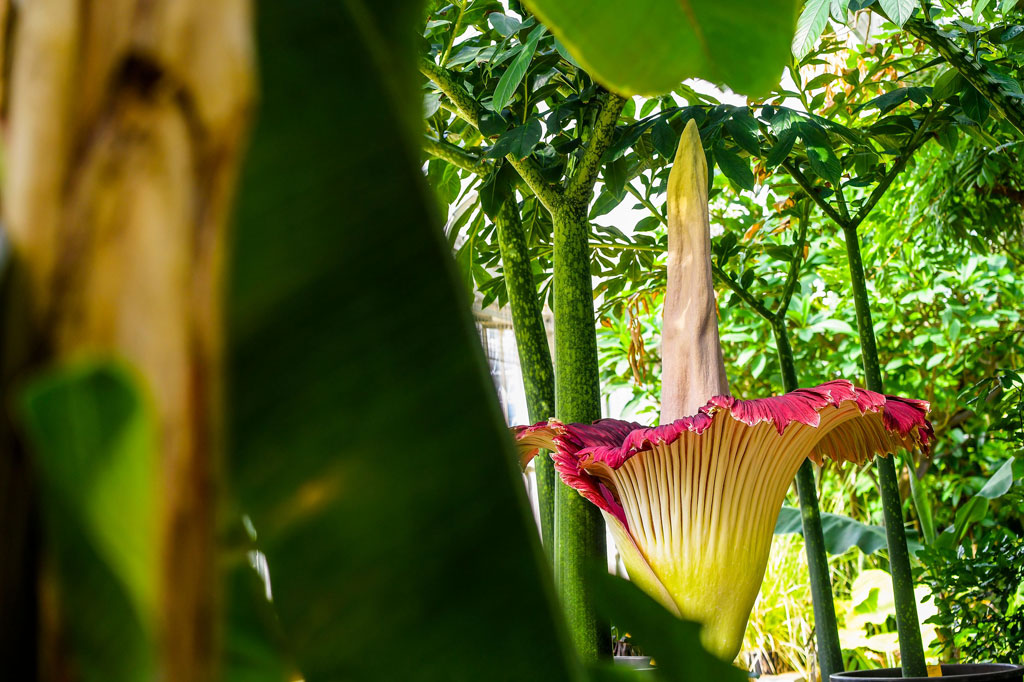 Titan Arum merupakan bunga terbesar di dunia dan sulit dikembangkan di luar habitat aslinya. Setiap individu bunga bangkai siklus hidupnya hanya 3-4 tahun. Uniknya, bunga bangkai yang tingginya hingga tiga meter tersebut hanya mekar dalam waktu 3-4 hari saja. Setelah itu kuncup dan kemudian mati.